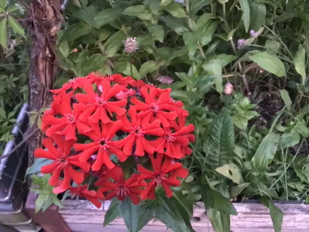 Brennende Liebe. Blüte der Scharlachlichtnelke.