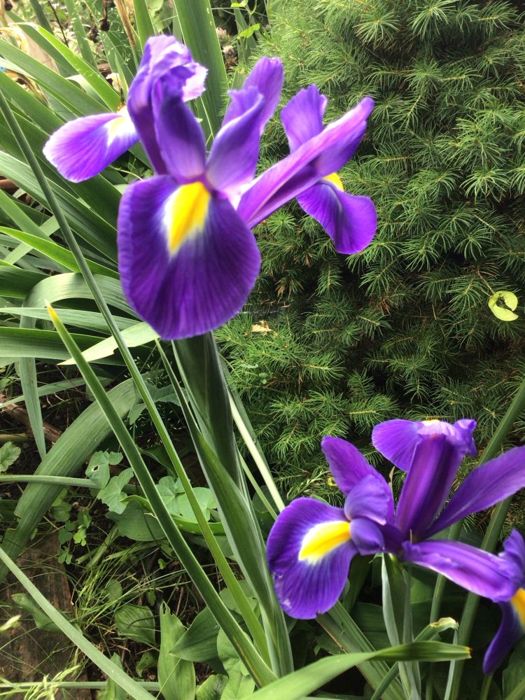 Schwertlilie mit gelb-violetten Blüten