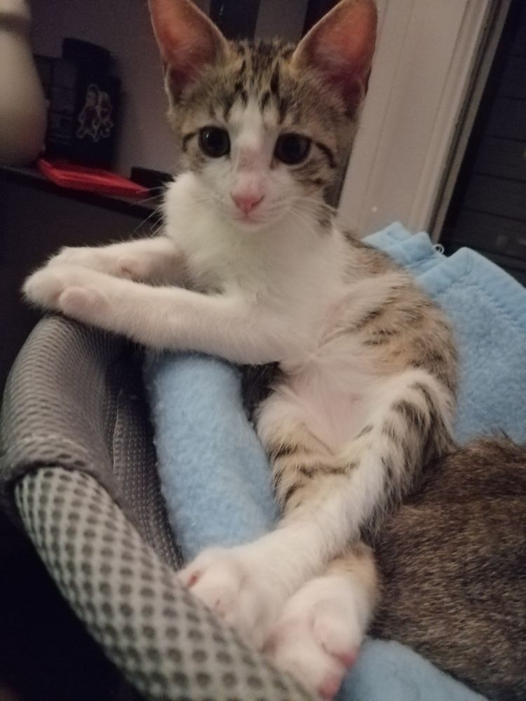 A cute shorthair common European kitten sitting down politely with his legs crossed