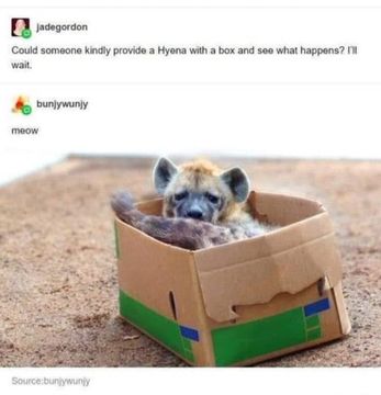 Jadegordon
Could someone kindly provide a Hyena with a box and see what happens? III wait.

bunjywunjy
meow

The image shows a spotted hyena cub inside a cardboard box. 
