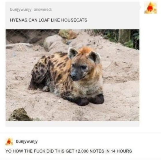bunjywunjy answered:
HYENAS CAN LOAF LIKE HOUSECATS

The image shows a spotted hyena (Crocuta crocuta) in a relaxed position, resembling a domestic cat "loafing". 