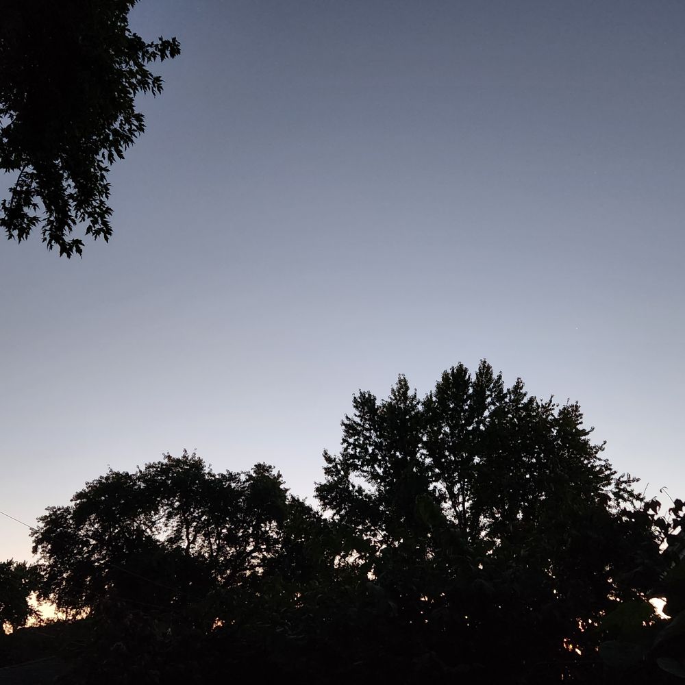 Dark silhouettes of leafy trees against the last last glow of daylight in the west.