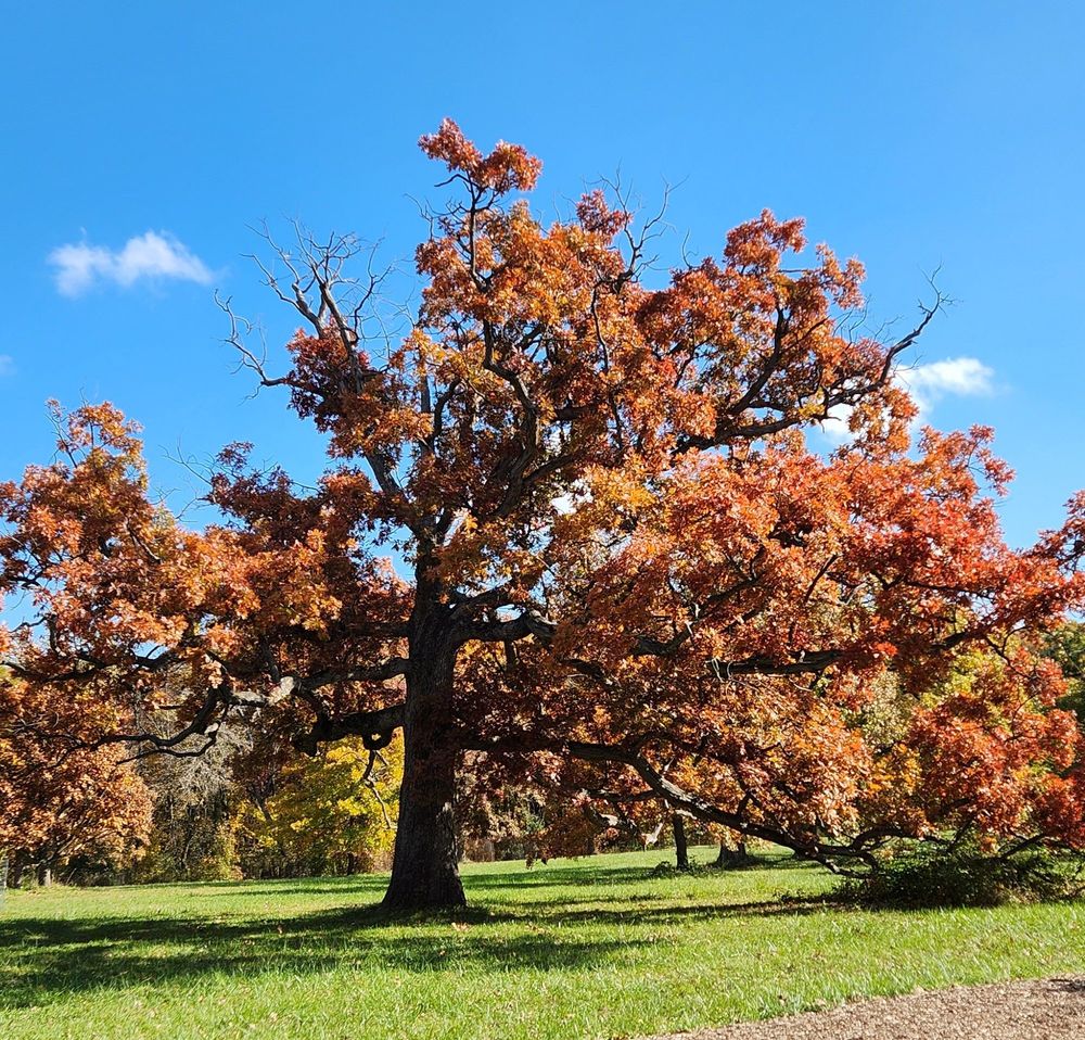 A large, spreading oak tree in a sunny, grassy field, with branches covered in deep red-colored leaves. The right side of the tree has branches reaching to the ground and out of the frame. The trunk is in dark shadow, and the left side of the crown is bare. There are distant woods in the background against a blue sky, with a few wispy clouds.