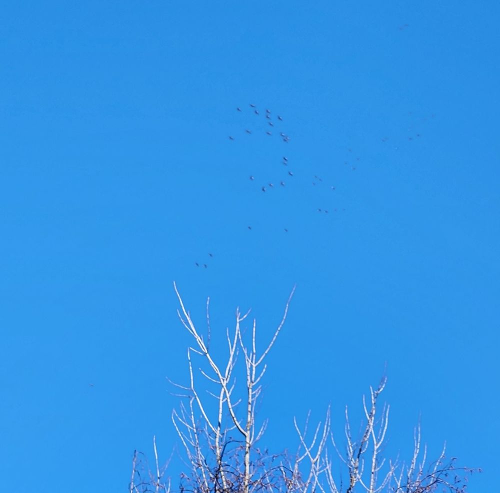 Blue sky with bare tree branches reaching upward. The tiny silhouettes of high-flying migrating sandhill cranes can be seen toward the top of the frame.