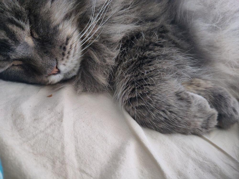 My beloved sleeping cat face