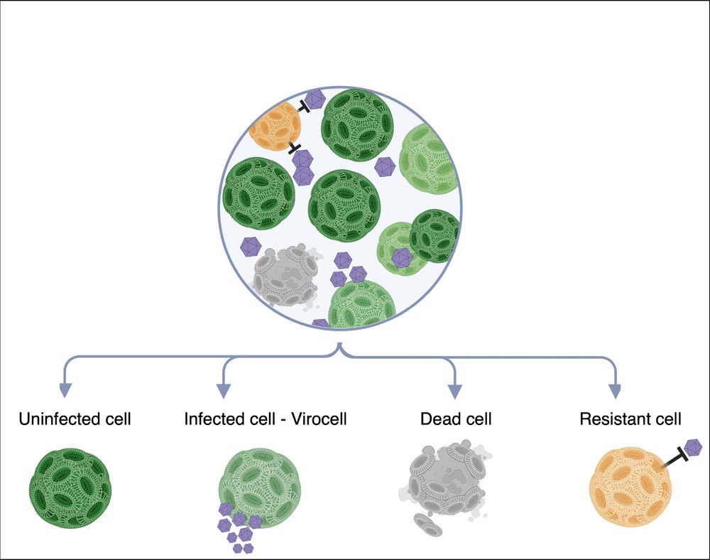Single-cell transcriptomics reveals population heterogeneity