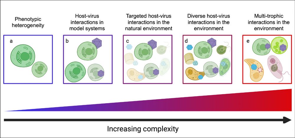 Increasing complexity in the analysis of host–virus interactions.