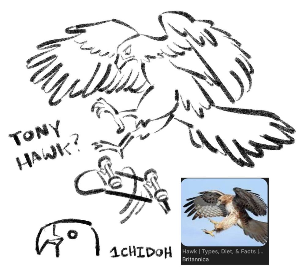 A hawk doing a kickflip on a skateboard with the reference image right under it, along with a warm up doodle of what was supposed to be a good drawing of a hawk

Text next to the hawk doing sick moves: Tony Hawk?