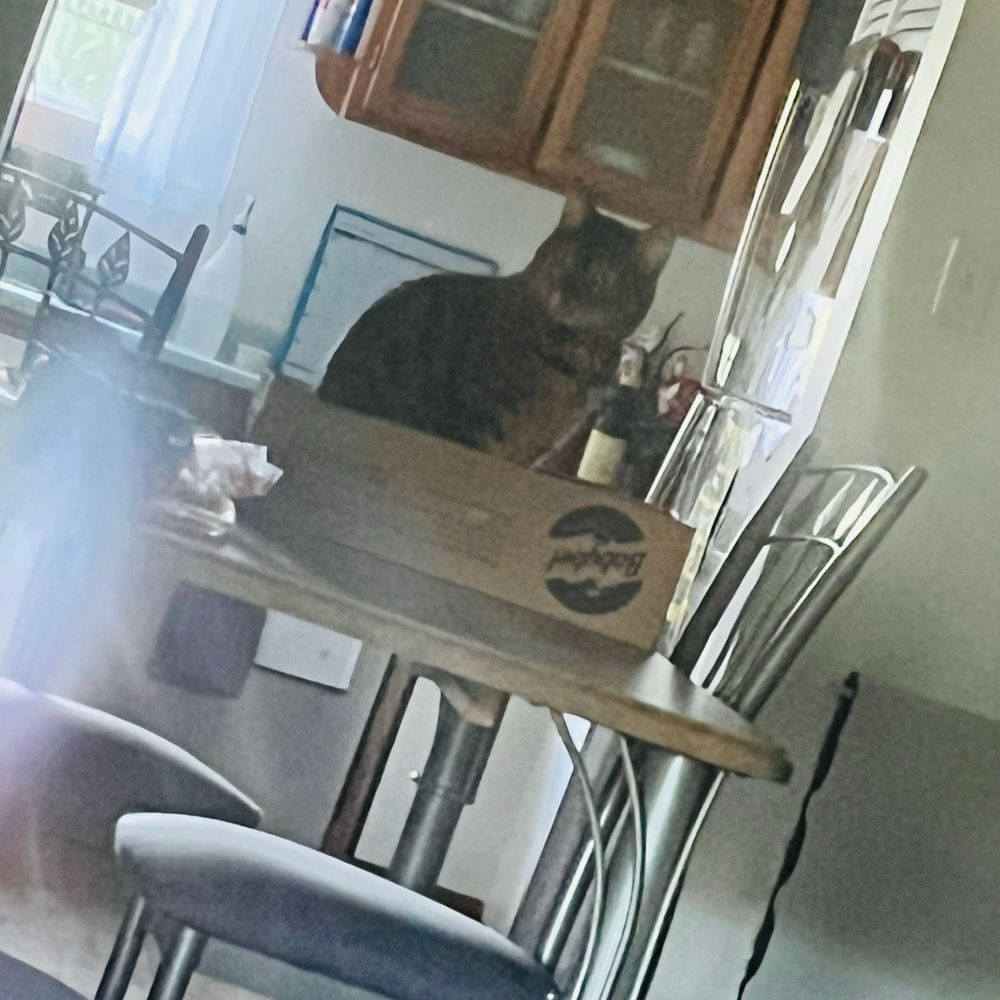 A photo of Freyja, my brown bengal cat sitting in a cardboard box on a table. She looks off to the left.