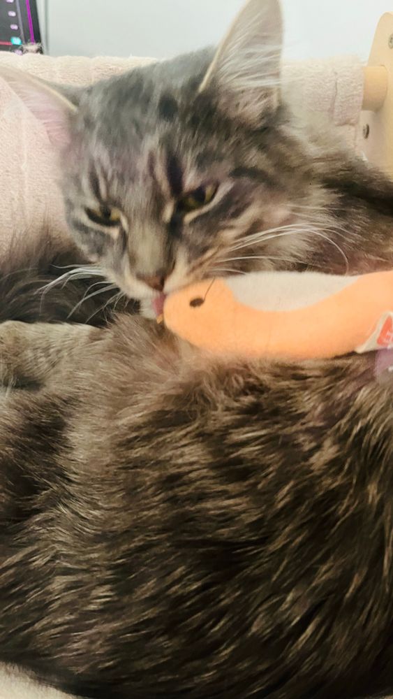 My cat TimBit who has fluffy grey fur, licking an orange felt fish resting on her flank.
