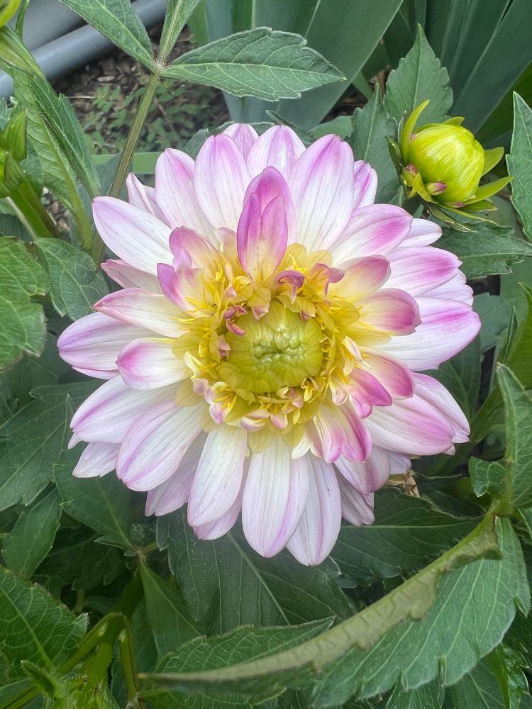 Photo of a flower blooming in front of a very green leafy background. The flower has a tight yellow-green center and the petals are mostly white, streaked with pink that concentrates at the outer parts of the petals. 