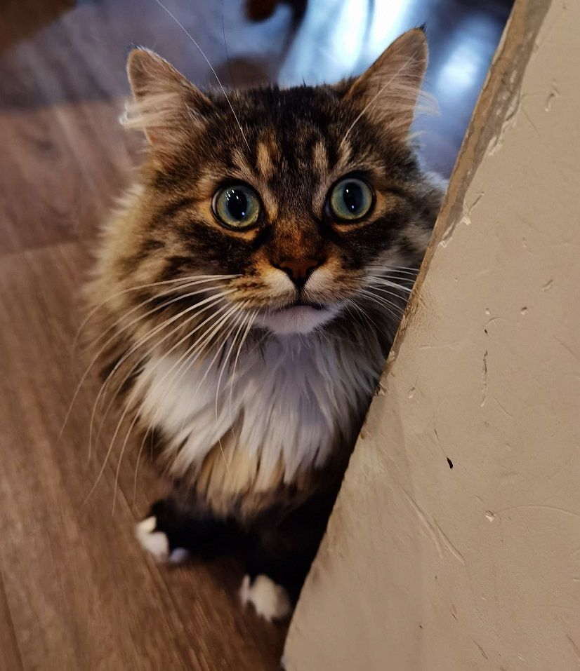 A photograph of a long-haired tabby cat with a white bib and white toes. She has green eyes, a pink nose, and long white whiskers. There is not a single thought behind her eyes.