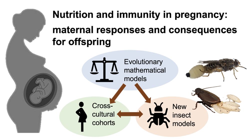 Overview of project on Nutrition and immunity in pregnancy: picture of pregnant woman on one side, viviparous insects on the other; 3 boxes linking project components (evolutionary models, insect experiments and human cohorts)