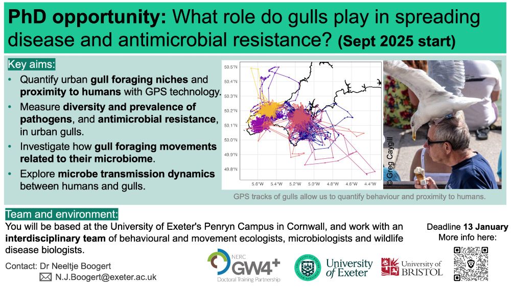 Poster of PhD advert about role gulls play in spreading disease and antimicrobial resistance. More info: https://www.findaphd.com/phds/project/what-role-do-gulls-play-in-spreading-disease-and-anti-microbial-resistance-nerc-gw4-dtp-phd-studentship-for-september-2025-entry-ref-5431/?p178297