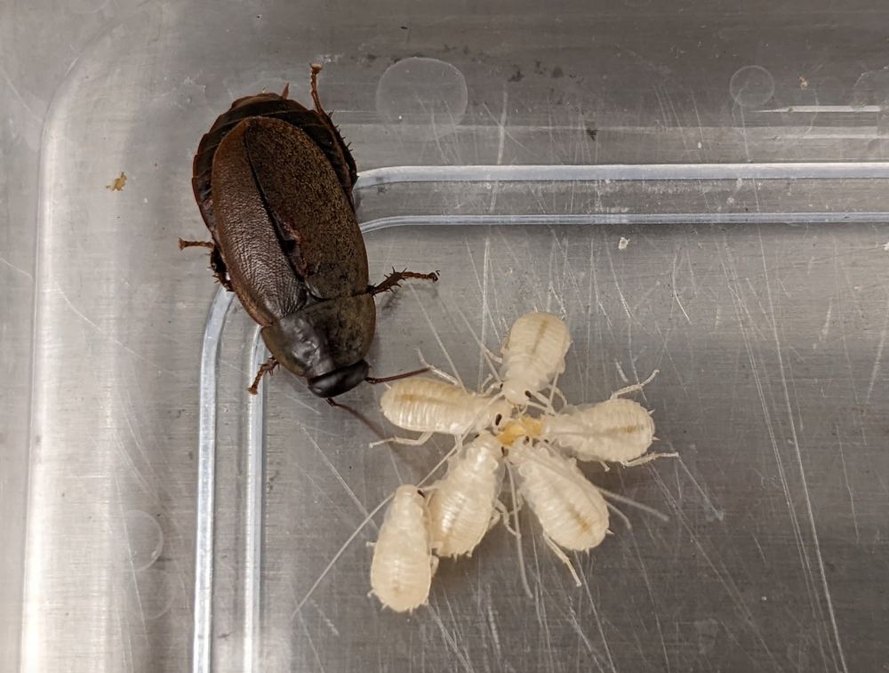 Pacific beetle-mimic cockroach and her newly born nymphs