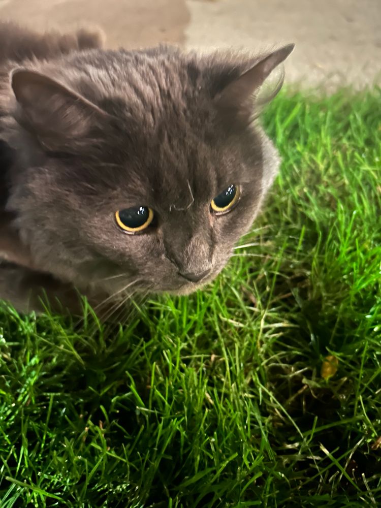 our Nebelung cat Micah in some grass staring INTENTLY at a cat off screen 