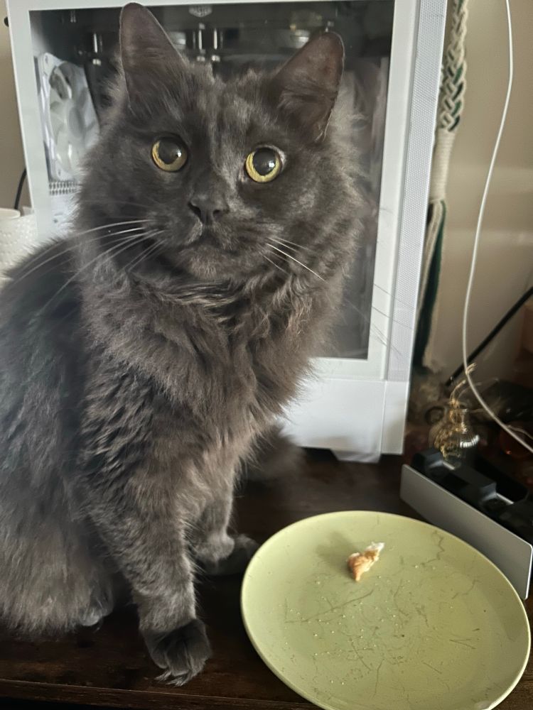 Our Nebelung Micah next to a green plate with a little chewed up piece of bread on it 