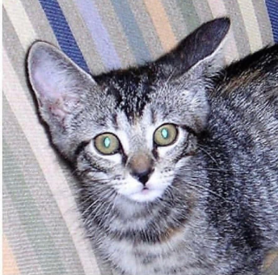 A little tabby kitten looking into your soul!