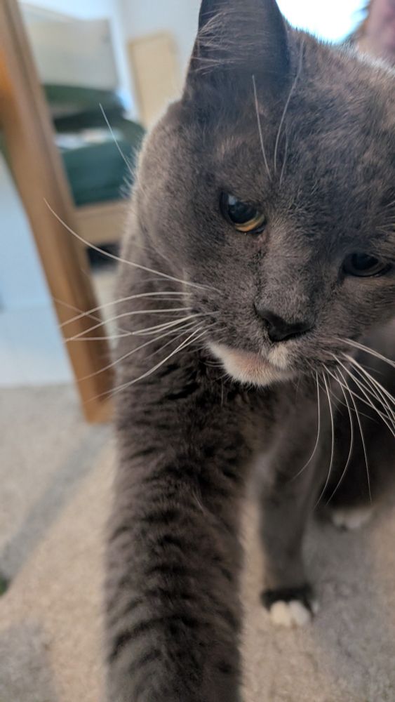 A second picture of the same gray and white tuxedo cat, with his arm reaching towards something just below the camera. The cat has a white chin and tips of paws and long white whiskers but is otherwise dark gray.