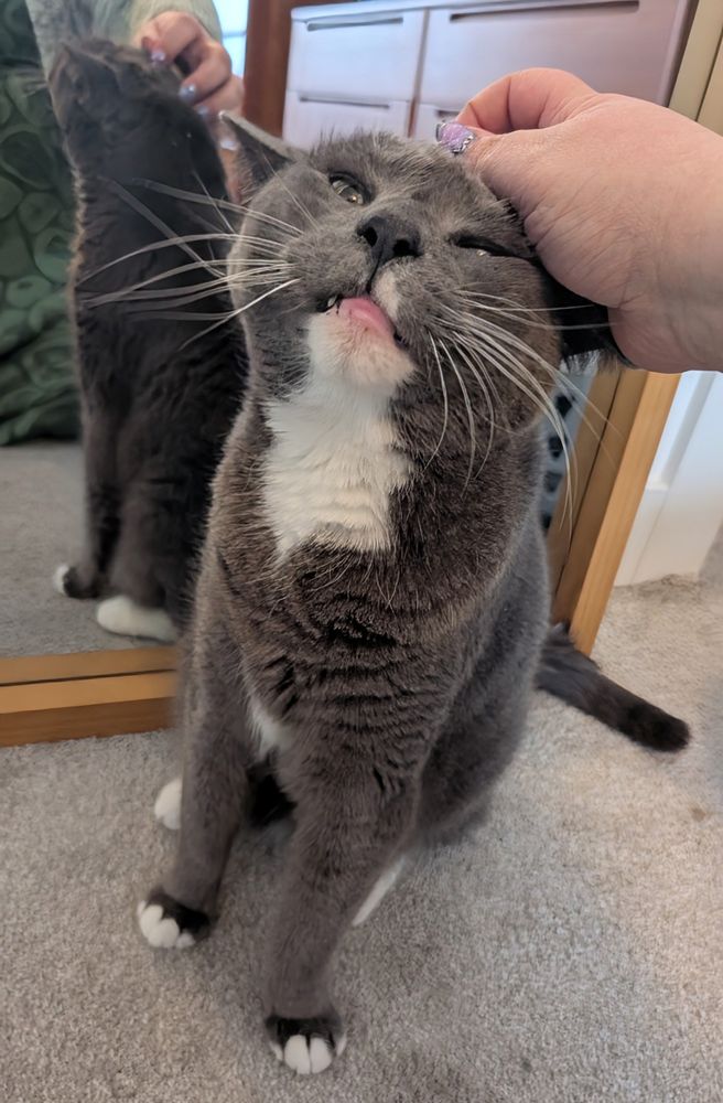 A gray and white tuxedo cat getting pet on the head by a hand belonging to the person taking the photo. The cat looks like he is enjoying the pet.