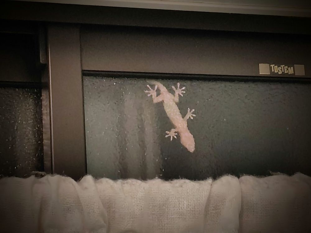 窓の裏側にトカゲ？が張り付いている