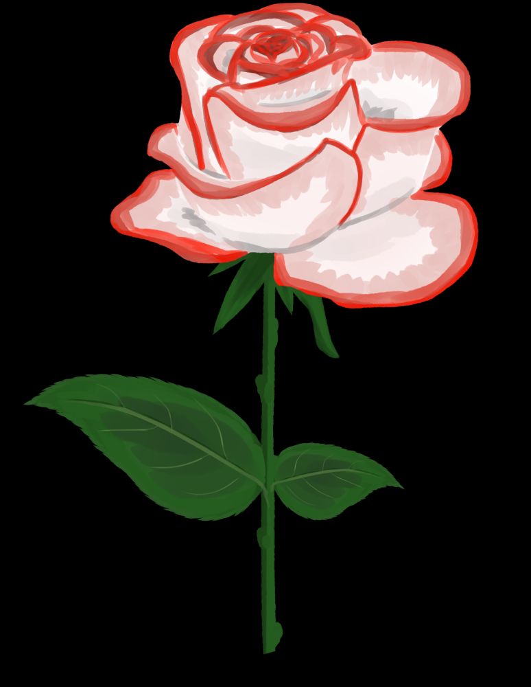 A white rose with red-tipped petals on a green stem.