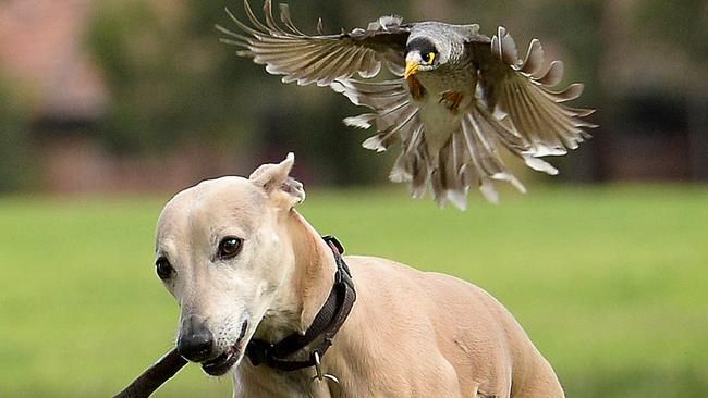 A noisy minor swooping a dog.
