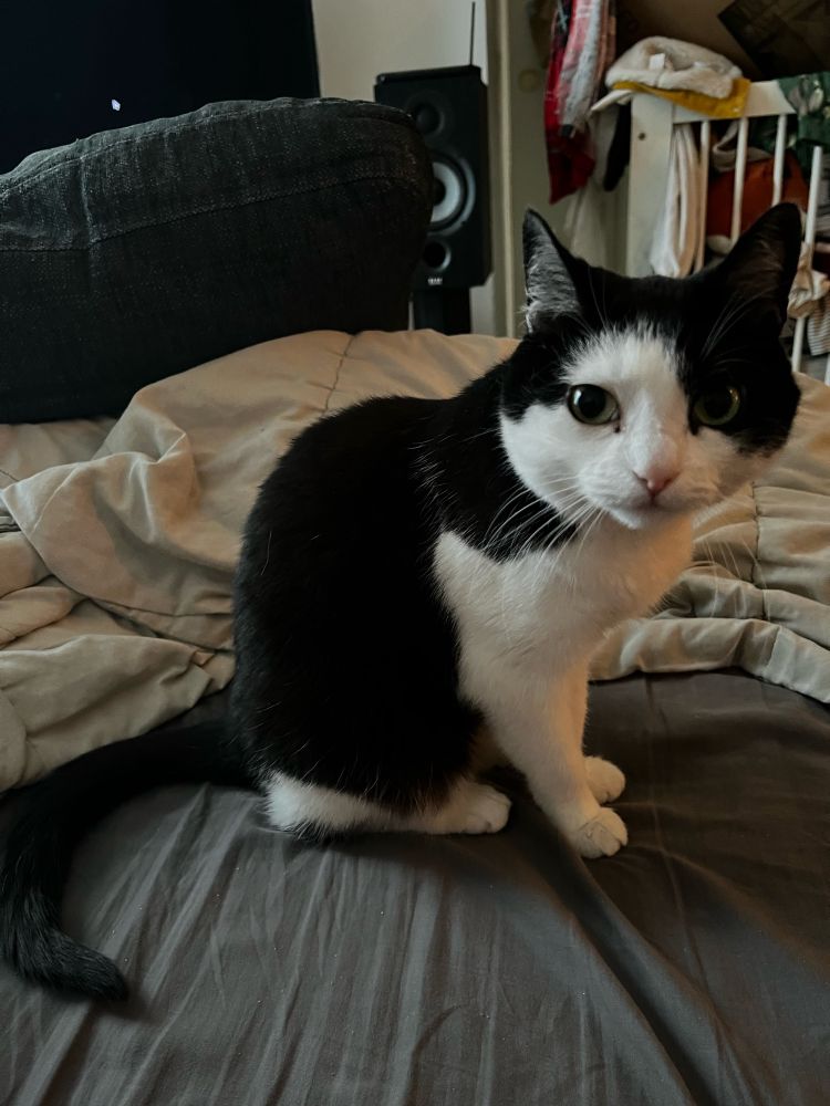 Small black and white cat, just sitting and chilling, looking at the camera