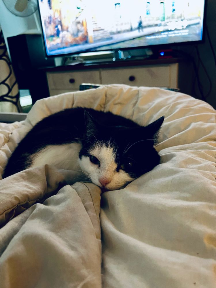 Small, sleepy, black and white kitty in a kitty twirl, trying to nap.