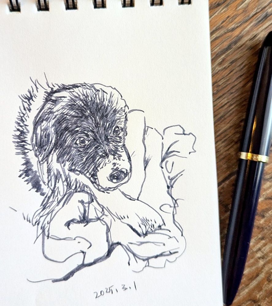 犬のスケッチ