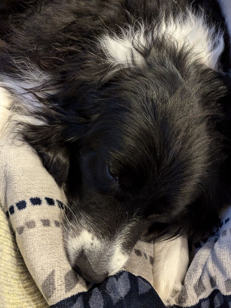膝の上でまるくなる犬