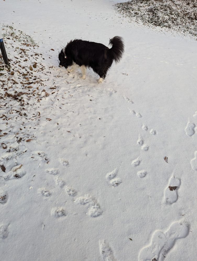 雪に足跡をつける犬