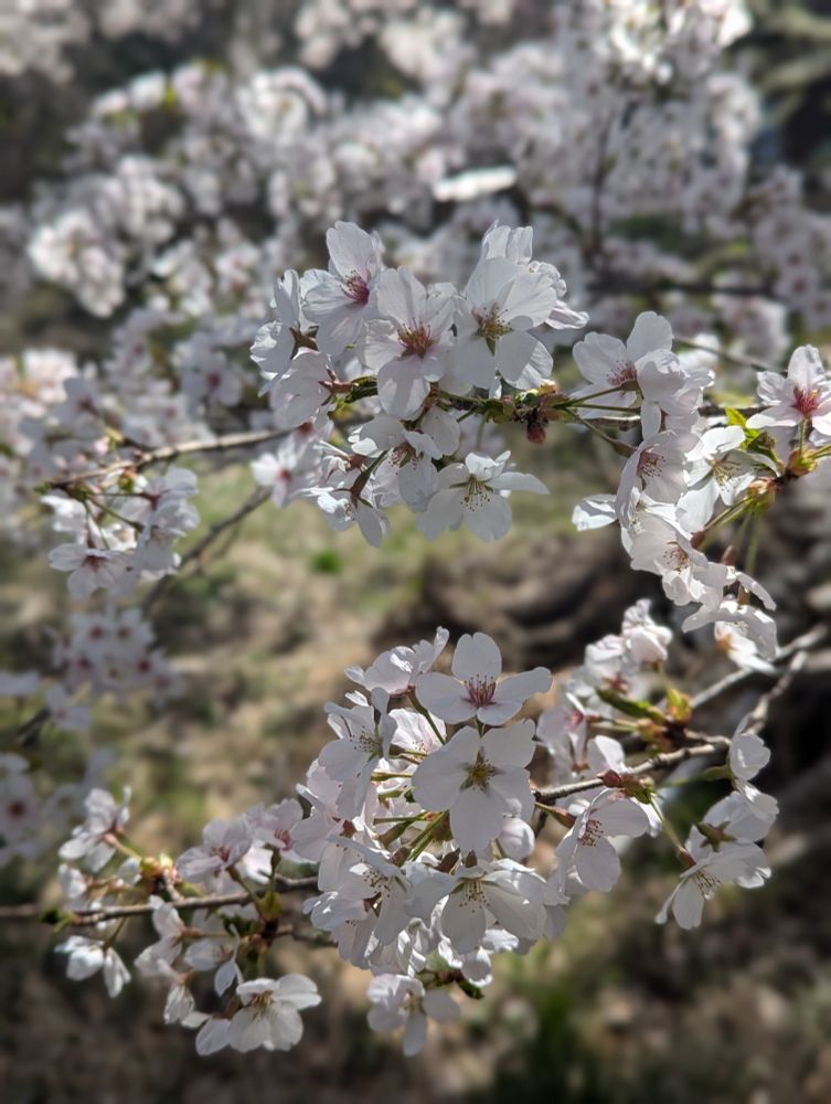 桜