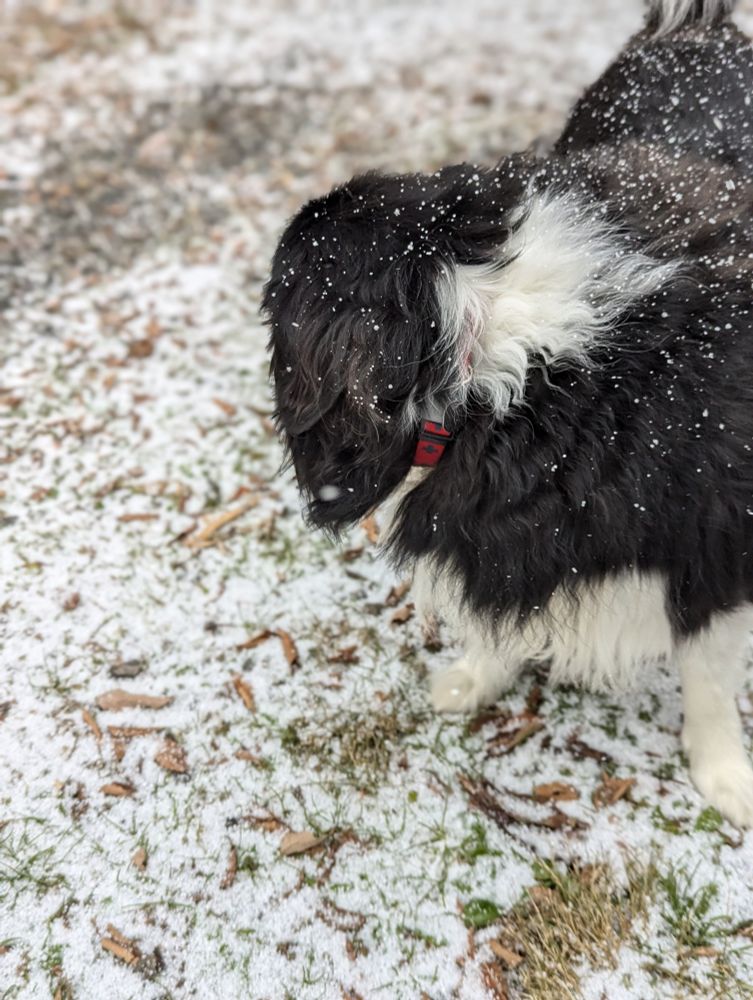 雪のなかカメラから顔をそらす犬