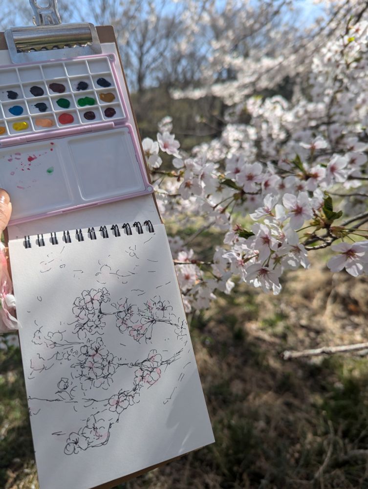 桜の万年筆スケッチに少しだけ水彩