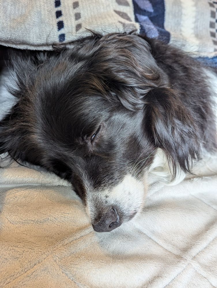 炬燵で寝る犬。