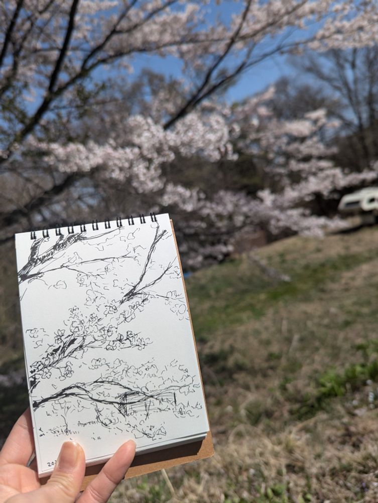 桜の万年筆スケッチ