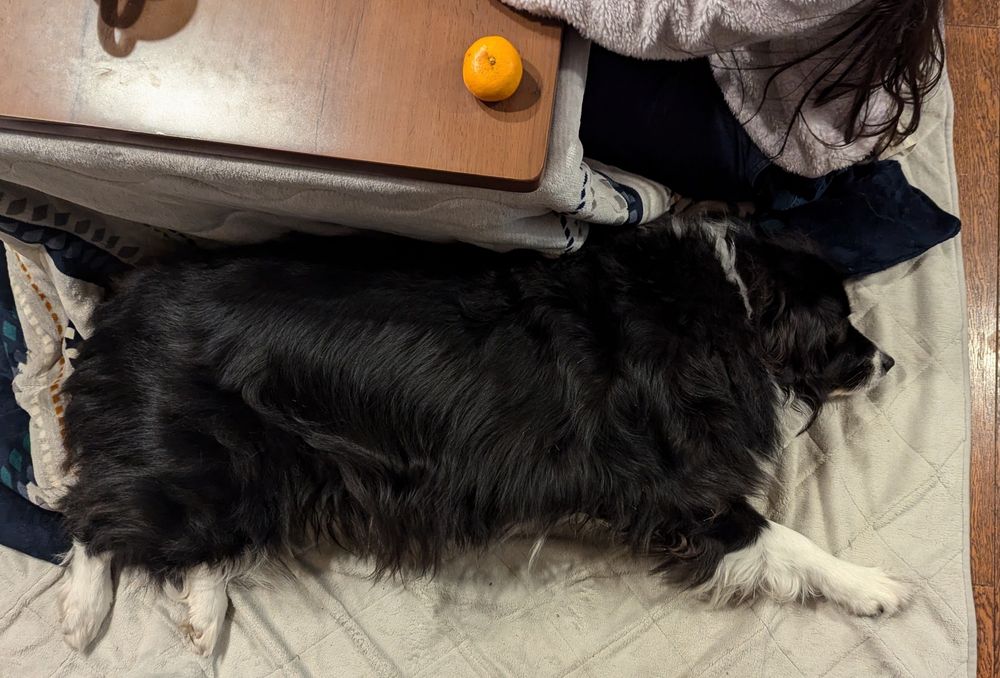 炬燵の横で幸せそうに寝転がる犬
