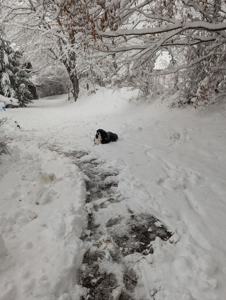 雪かきを見守る犬