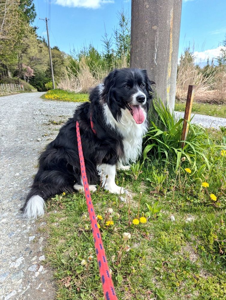 たんぽぽと犬