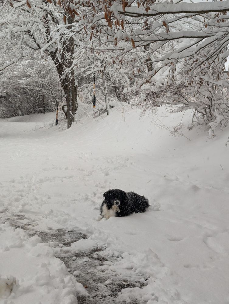雪にうずくまる犬
