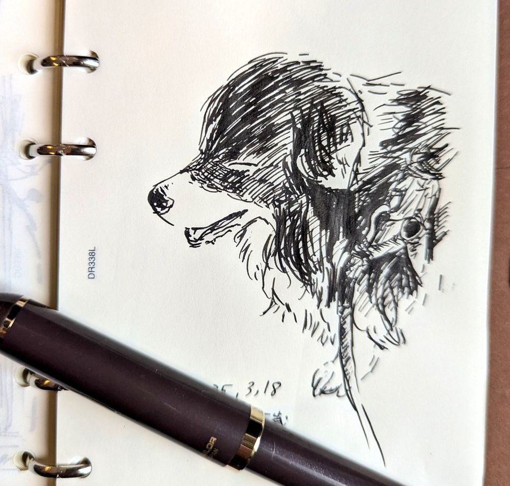 犬のスケッチ
