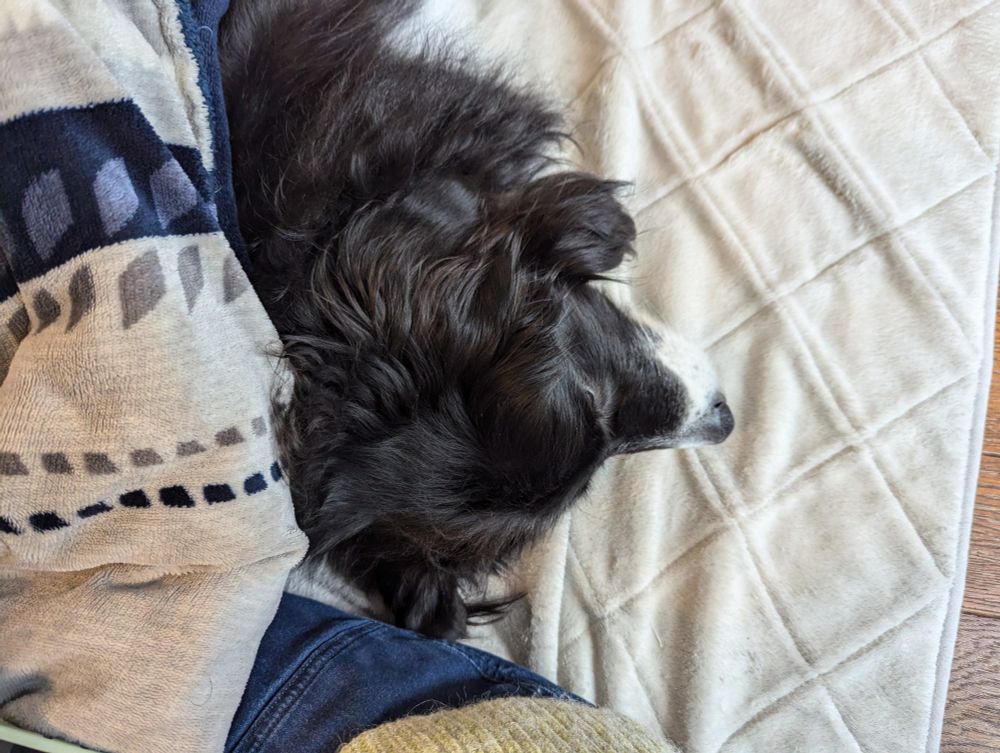 炬燵で寝る犬