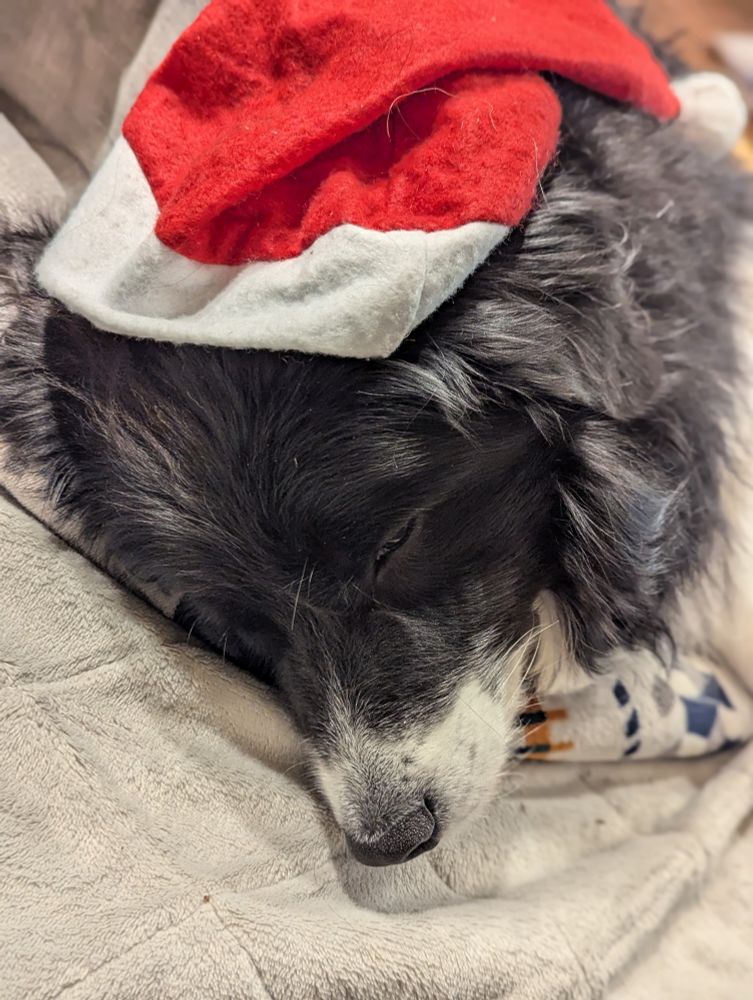 サンタ帽をかぶって寝る犬
