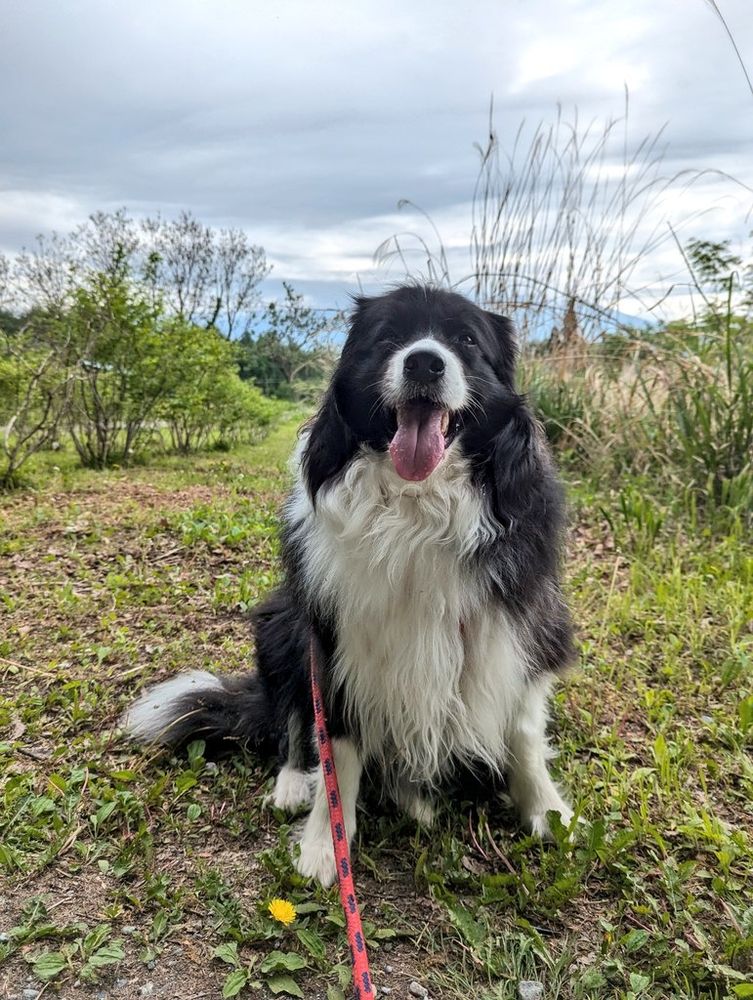 休憩中の犬