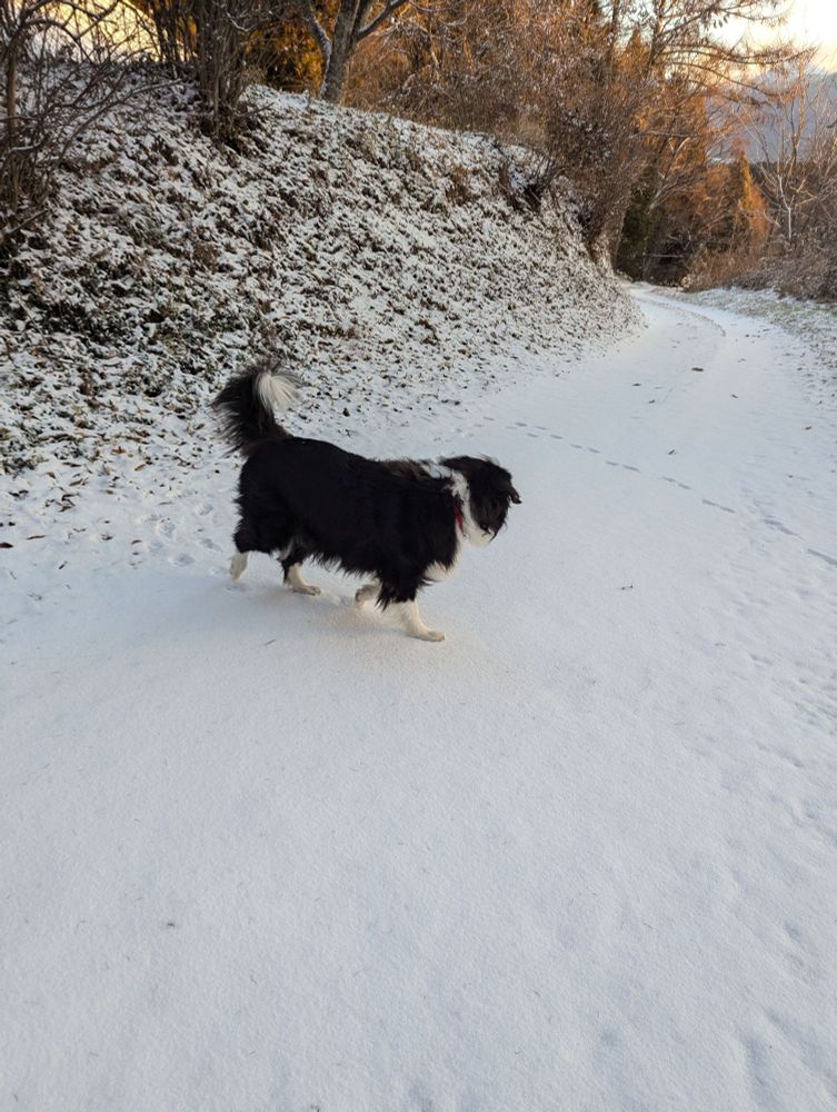 雪が積もっていた朝。犬と。