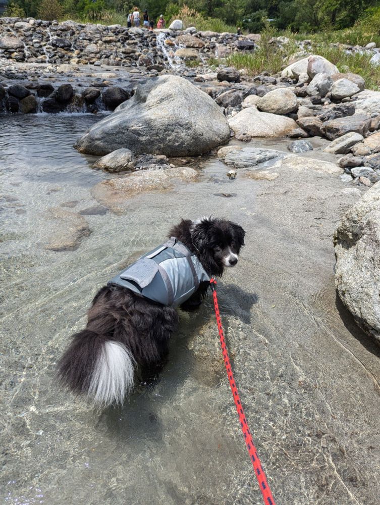 水のきれいな川で遊ぶ犬