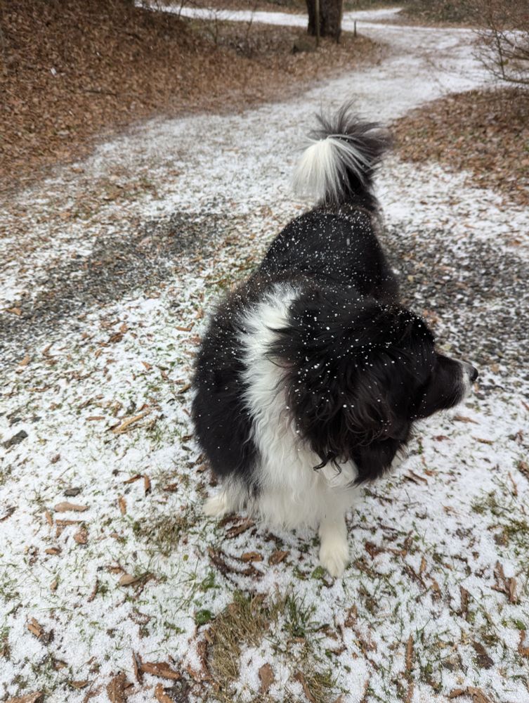 カメラから顔をそらす犬。雪。