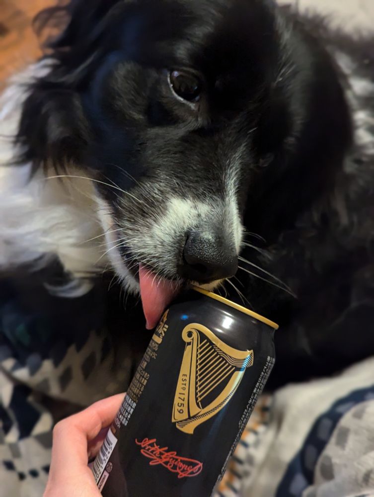 ギネスビールとボーダーコリー