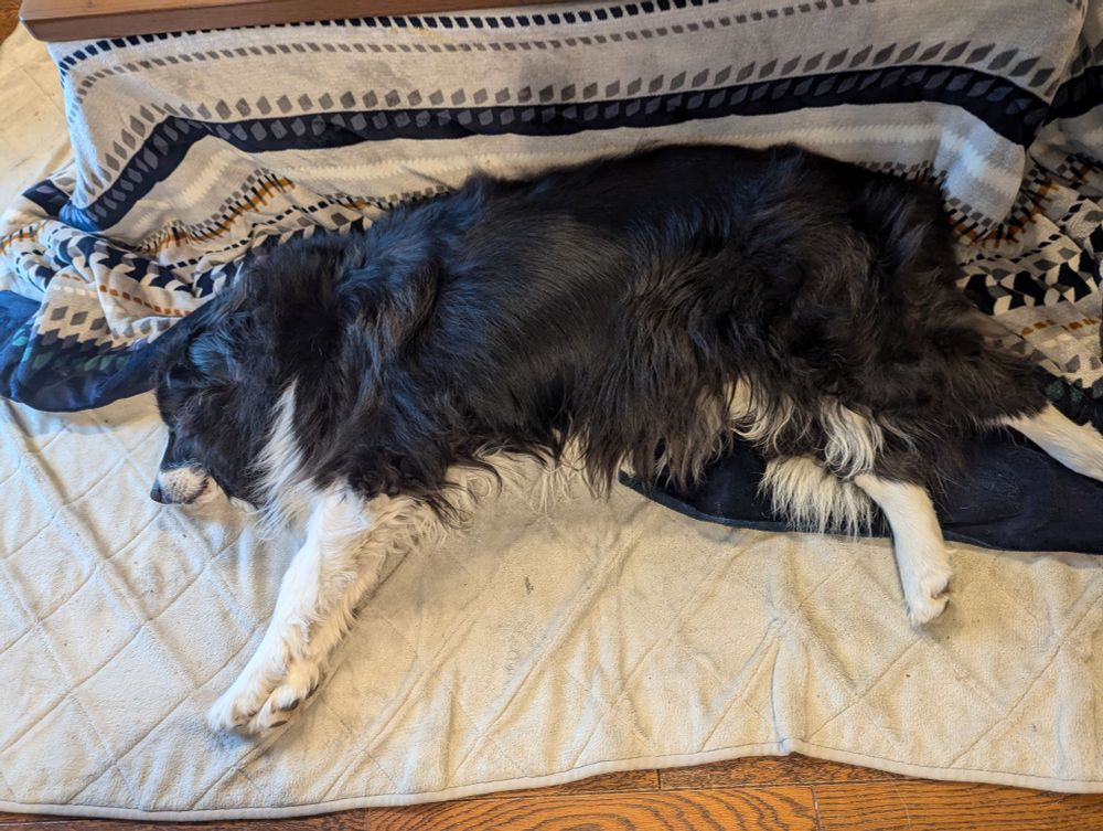 こたつは背中で暖をとる犬